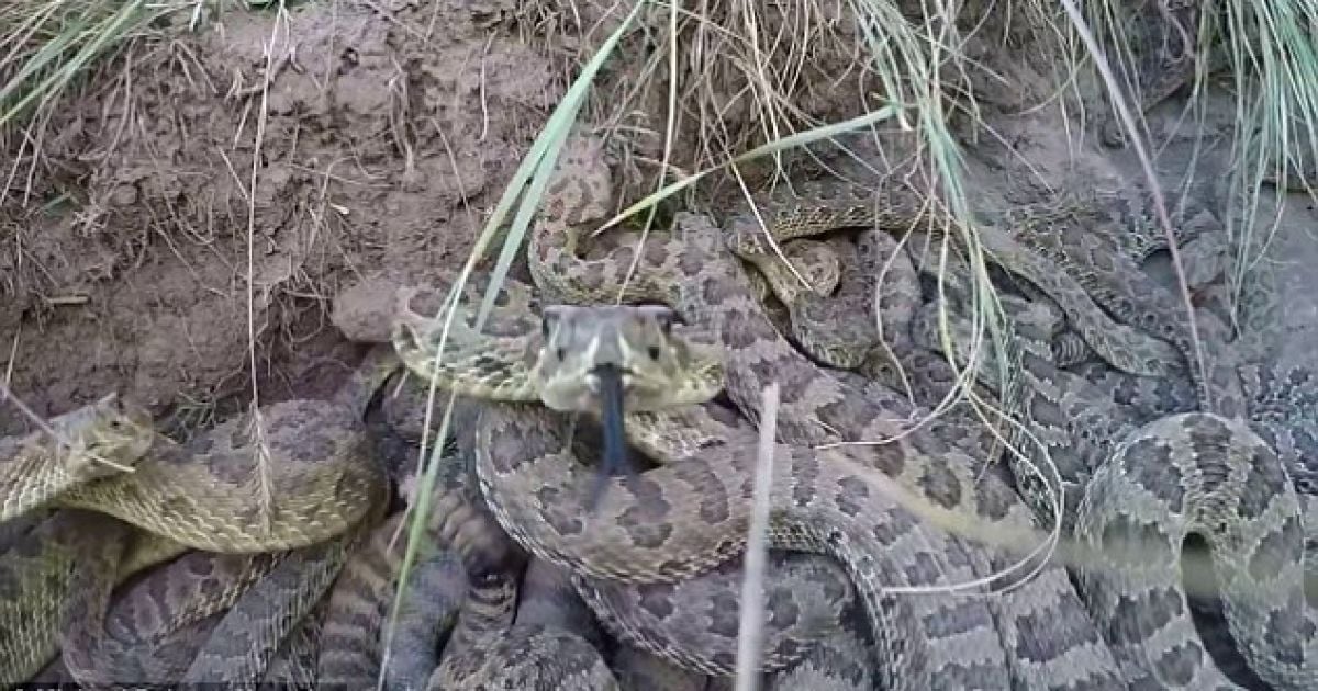 Відчайдуха розворушив лігво отруйних змій