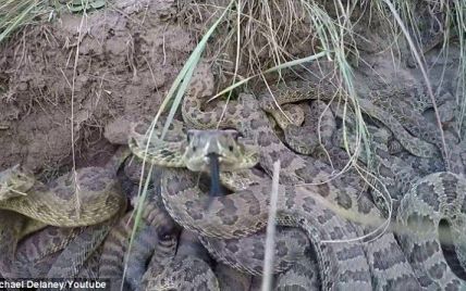 Сеть взорвало жуткое видео смельчака, который расшевелил GoPro логово ядовитых змей