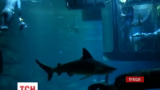 Провести ніч із акулами запропонував сміливцям паризький акваріум