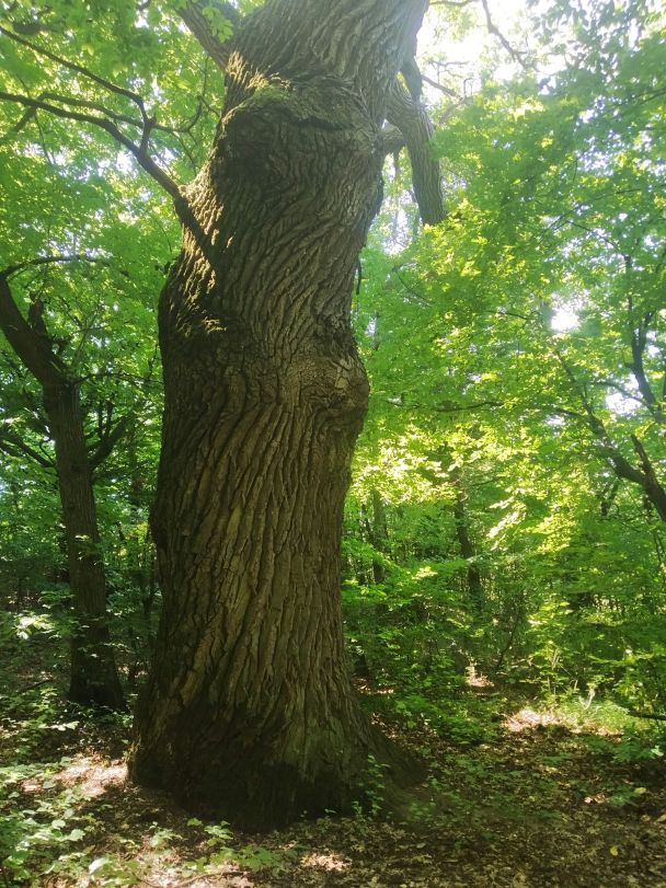 На таких природних ділянках ще збереглися червонокнижні рослини