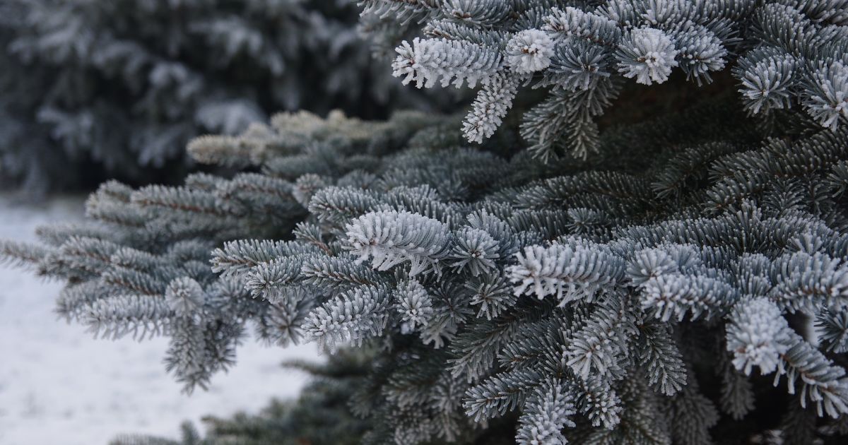 У Тернополі ялинку замінить Різдвяна шопка після трагедії 19 листопада.