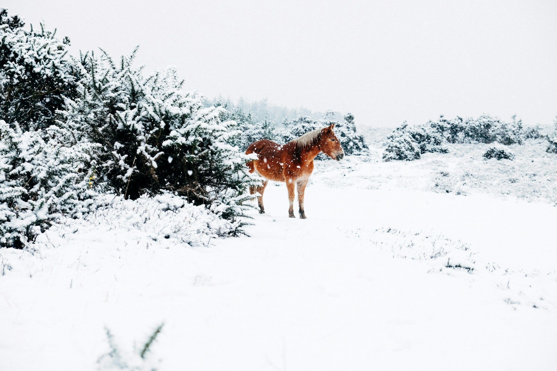 Народні прикмети 20 грудня / © Unsplash