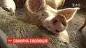 Свиньи в парижском зоопарке научились копать землю палками
