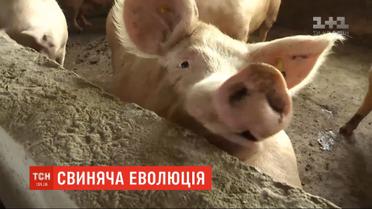 Свиньи в парижском зоопарке научились копать землю палками