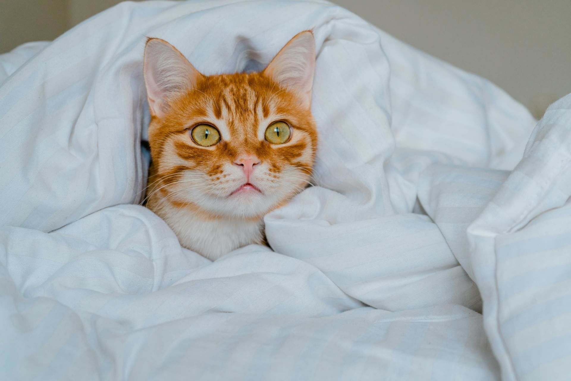 23 березня кішка сховалася під ковдру — буде похолодання / © Pexels