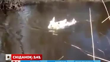 Лебеди "попросили" помощи у людей после бурного брачного танца