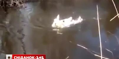 Лебеди "попросили" помощи у людей после бурного брачного танца