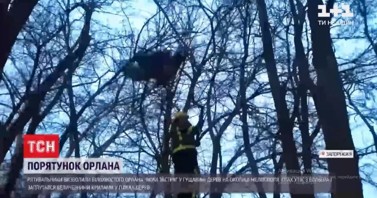Застряг між деревами і не зміг вибратися: під Запоріжжям врятували  білохвостого орлана
