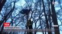 Застряг між деревами і не зміг вибратися: під Запоріжжям врятували  білохвостого орлана