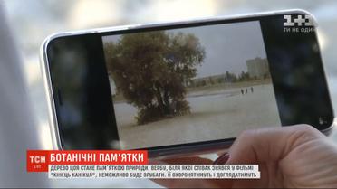 Дерево Виктора Цоя в Киеве внесут в перечень ботанических достопримечательностей