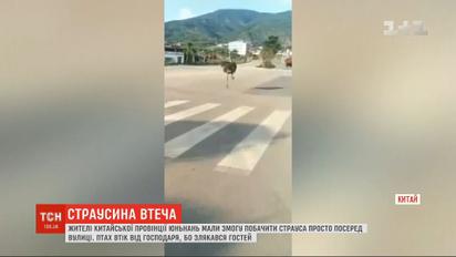 У Китаї страус-втікач влаштував переполох на дорозі