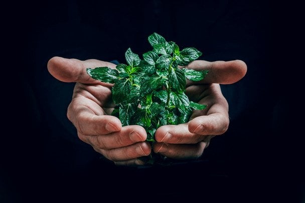 1 листопада в Україні і світі святкують Всесвітній день екології. / © unsplash.com