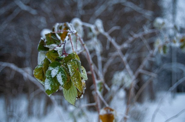30 жовтня вранці випав перший сніг — він швидко розтане / © unsplash.com