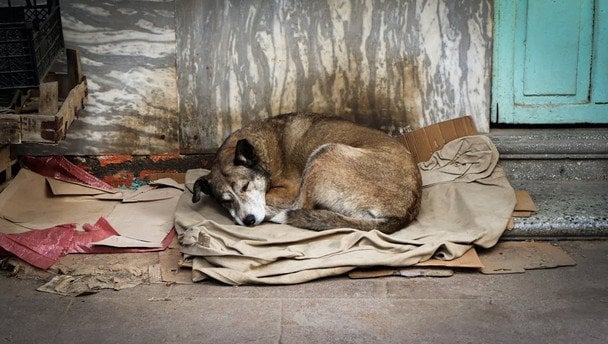 4 апреля Международный день бродячих животных / © pexels.com