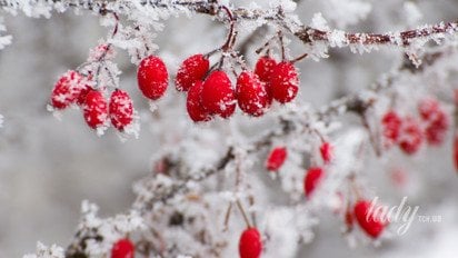 Червоні ягоди на засніженому дереві