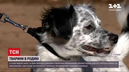 В Іспанії домашніх улюбленців визнали законними членами родини | Новини світу