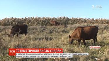 Травматичний випас худоби: корова тяжко травмувала маленьку дівчинку на Херсонщині