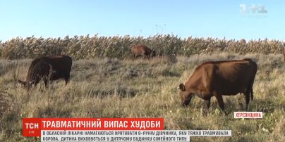 Травматичний випас худоби: корова тяжко травмувала маленьку дівчинку на Херсонщині