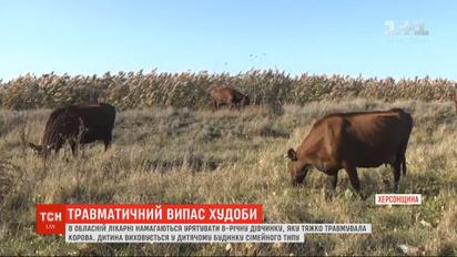 Травматичний випас худоби: корова тяжко травмувала маленьку дівчинку на Херсонщині