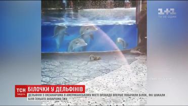 Дельфіни із американського парку розваг вперше побачили білок, які шукали їжу біля акваріуму