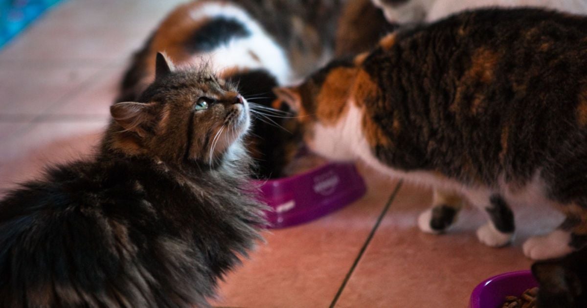 Всемирный день кошек: кто и как заботится об интересах бездомных животных в нашей стране.