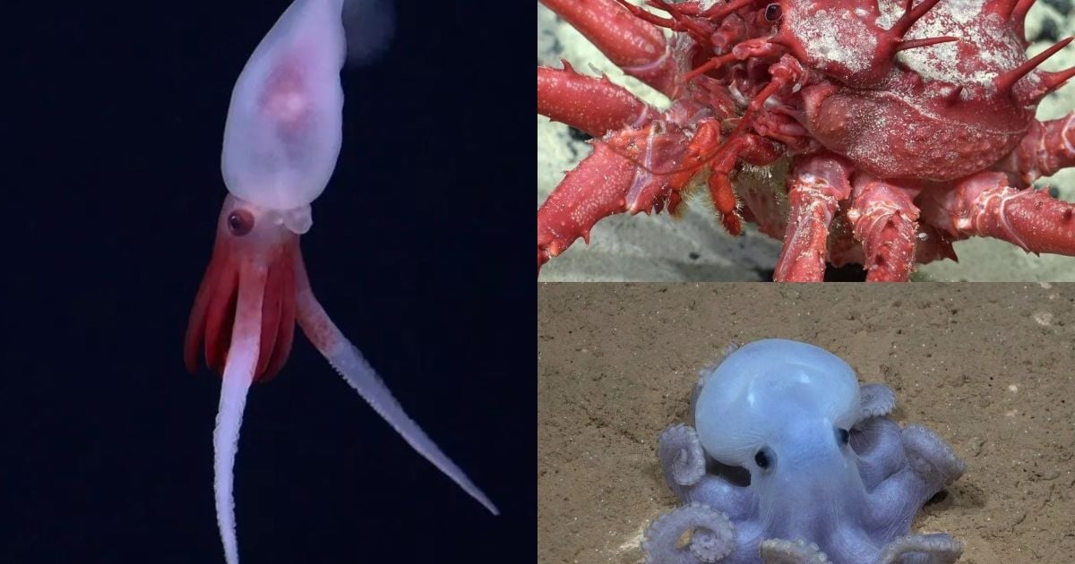 Найдено 20 новых видов морских существ / Фото: ROV SuBastian/Schmidt Ocean Institute