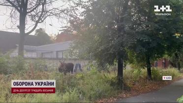 Посреди Киева заблудился лось