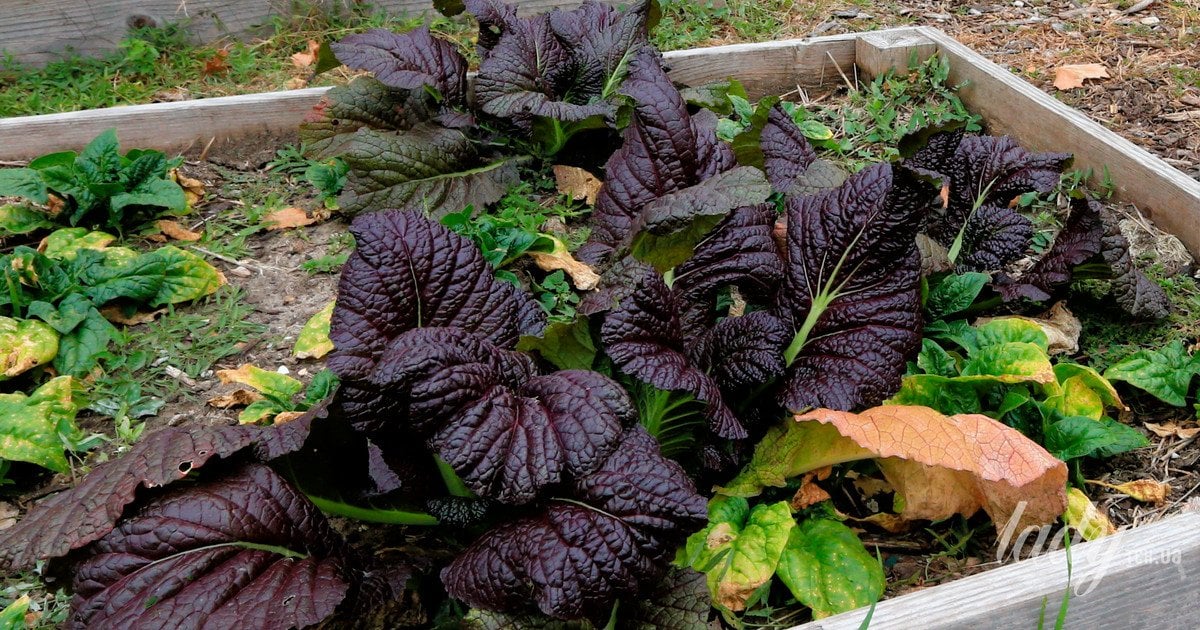 Ідеї для створення піднятих грядок