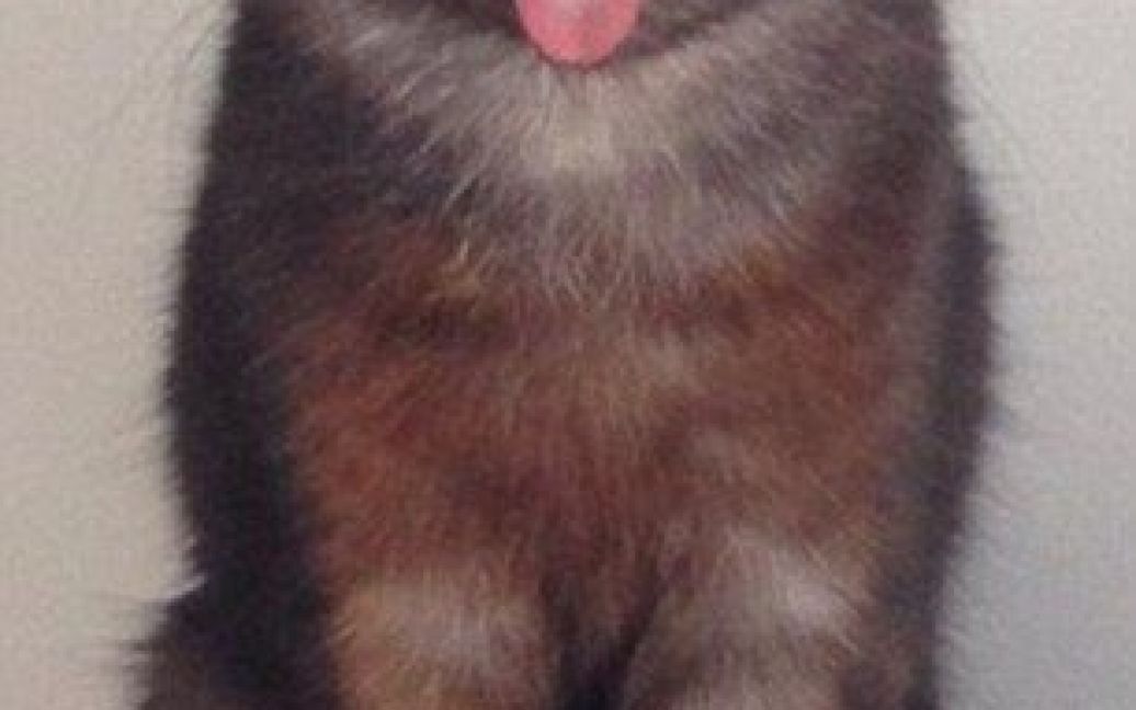 Странный кот-&laquo;хипстер&raquo; взорвал Сеть / © dailymail.co.uk
