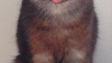 Странный кот-&laquo;хипстер&raquo; взорвал Сеть / © dailymail.co.uk