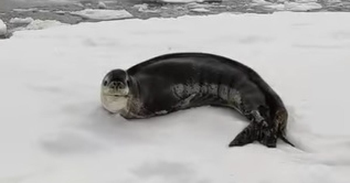 Фото: скриншот с видео