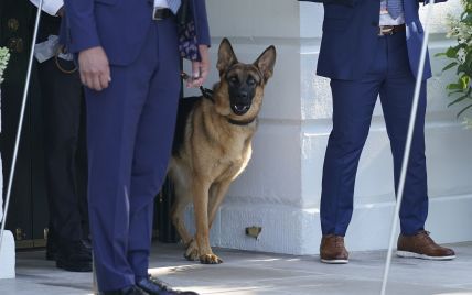 Собака Байдена Командор 24 раза покусала сотрудников Секретной службы США