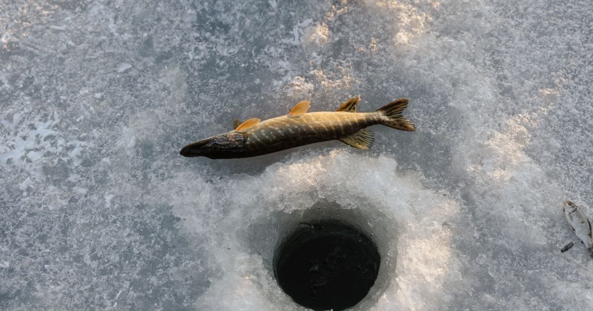 Зимняя рыбалка, щука