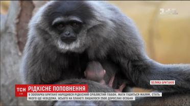 В британском зоопарке родился редкий серебристый гиббон
