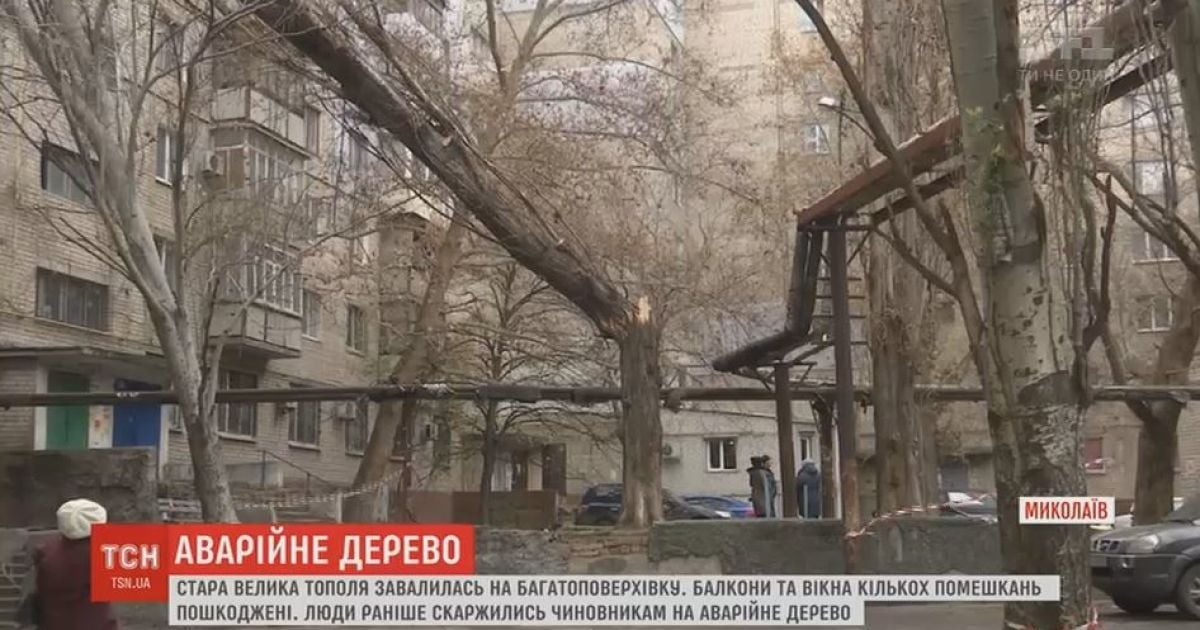 Старый тополь завалился на многоэтажку в Николаеве