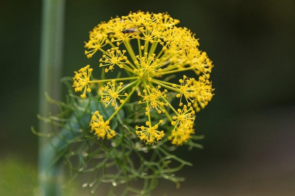 Ферула звичайна / © Credits