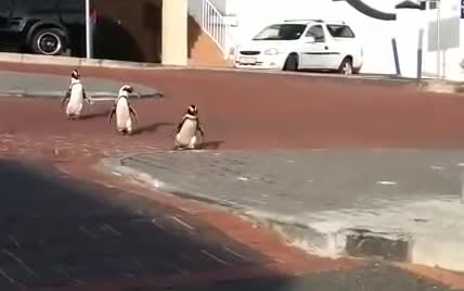 В ЮАР - пингвины, в Австралии - кенгуру: животные вышли прогуляться по безлюдным улицам