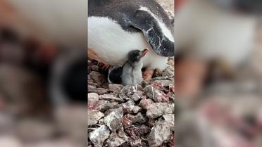 Українські полярники поділилися першим відео новонароджених пінгвінят