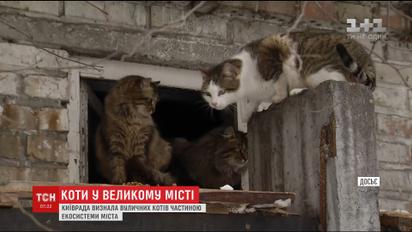 Київрада визнала вуличних котів частиною екосистеми міста