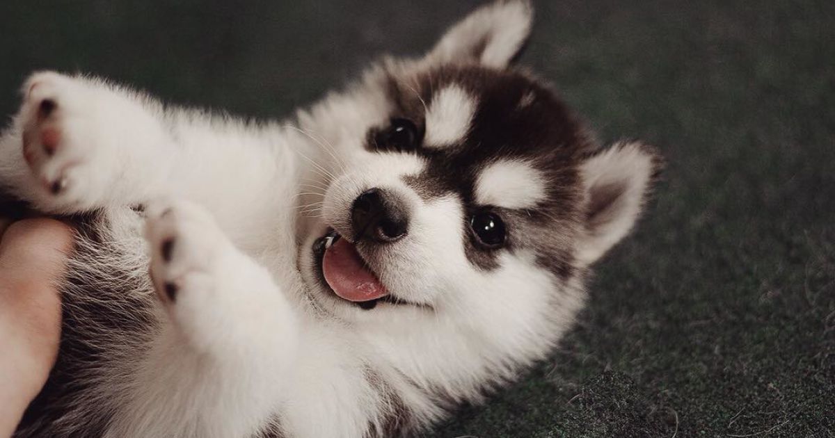 Девушка заинтересовалась этой породой три года назад / © Instagram.com/@erikaeasy