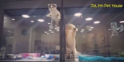 В Тайване котенок забавно сбегал из зоомагазина