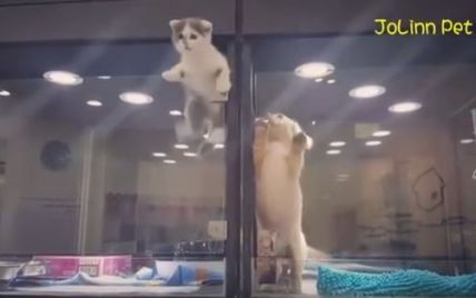 В Тайване котенок забавно сбегал из зоомагазина