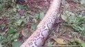 Питон проглотил женщину
