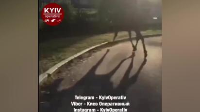 У Києві на Саперно-Слобідській дорогою бігає величезний лось