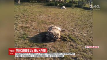 На Тернопільщині невідома істота вбила за ніч вісім овець