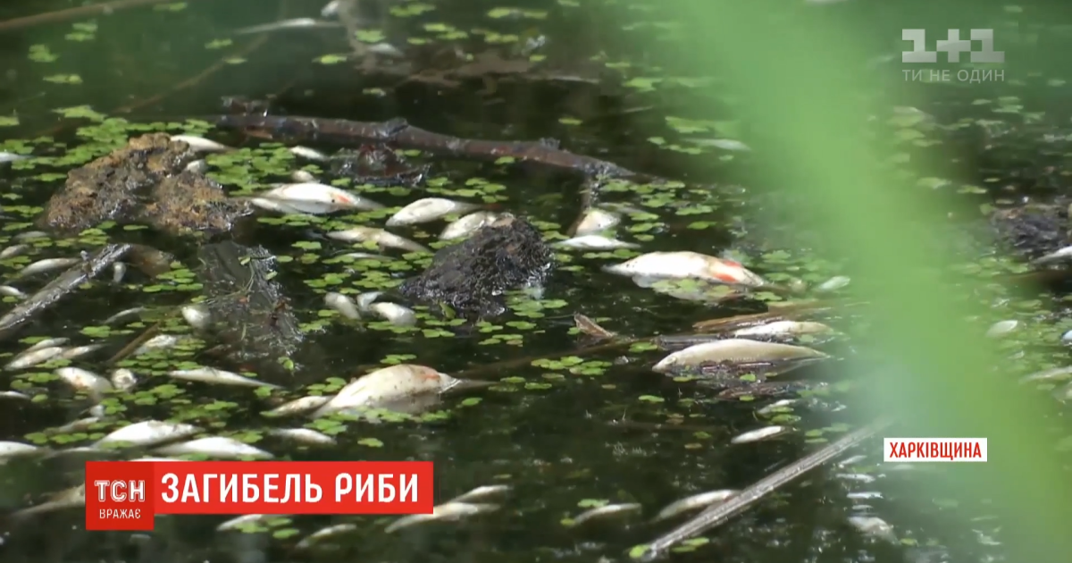 Риба викинулася, раки повилазили: через що міг статися масовий мор на водосховищі у Харківській області