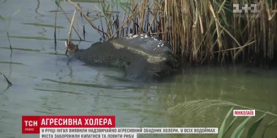 У річці Інгул в Миколаєві випадково виявили дуже агресивний збудник холери