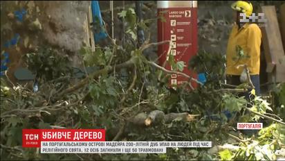200-літній дуб убив 11 людей на португальському курортному острові Мадейра