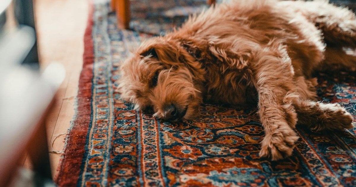 Турецкий способ чистки ковра