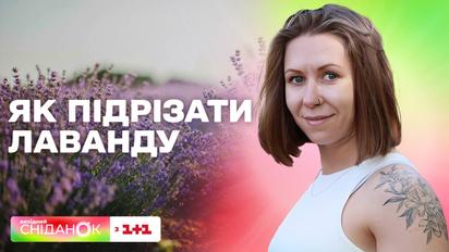 Обязательная процедура для садоводов: как правильно подрезать лаванду
